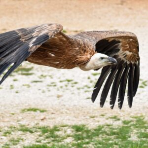 a vulture flying with his wings extended wide